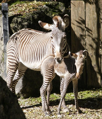 Die Grevy-Zebra-Stute Misa ist schon stolze 22 Jahre alt.