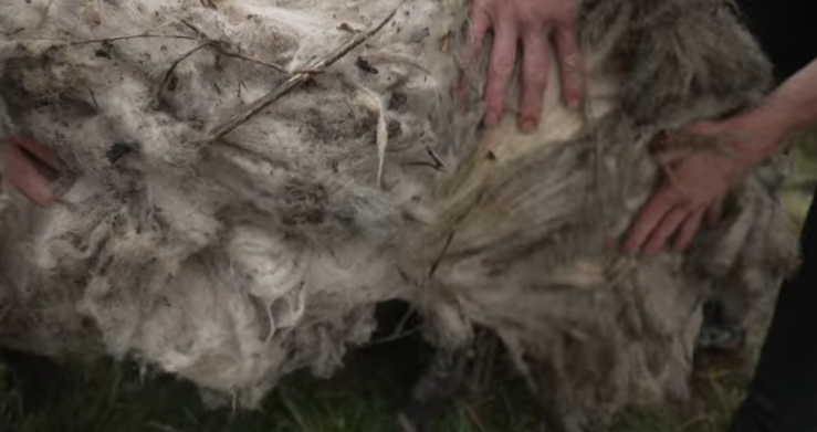 Fionas Fellkleid war ein Gestrüpp voller Knoten und Verfilzungen.