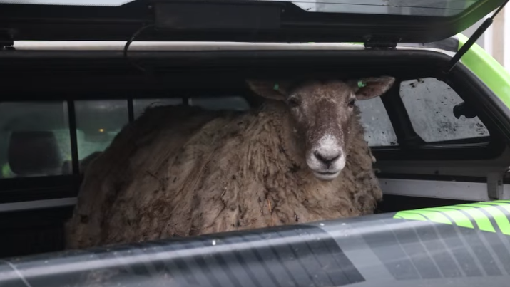 Fiona kam nach der Rettung auf einen Bauernhof.