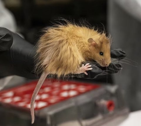 Einige Wissenschaftler bezweifeln allerdings, ob die gleiche Technik, mit der eine wollige Maus (siehe Bild) geschaffen wurde, auch bei einem Elefanten funktionieren würde. 