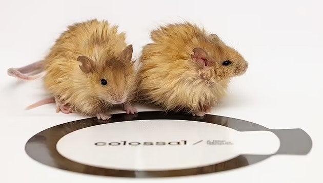 Gene aus der DNA von urzeitlichen Mammuts wurden mit der DNA Asiatischer Elefanten kombiniert, um daraus hybride Stammzellen zu erzeugen. Diese Stammzellen könnten dann zur Herstellung von Wollmammut-Embryonen verwendet werden. In der Praxis könnte dies jedoch äußerst schwierig sein, da Elefanten eine sehr lange Tragezeit haben. 