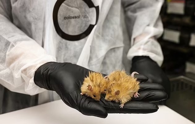 Das Wollhaarmammut gehört zu den am besten erforschten ausgestorbenen Tieren, da viele Überreste nicht versteinert, sondern im Eis konserviert wurden. Diese Mäuse wurden mithilfe von Genen aus dem Erbgut von Wollhaarmammuts genetisch verändert, um besser an kalte Bedingungen angepasst zu sein. 