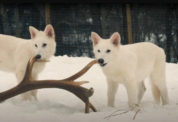 Hier sind die Wölfe drei Monate alt.  