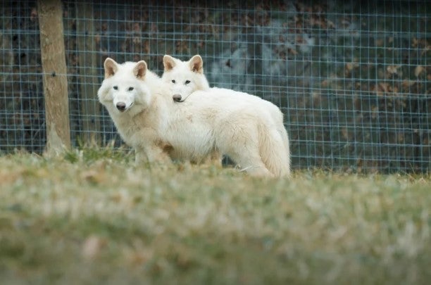 Romuluis und Remus im Alter von fünf Monaten.  