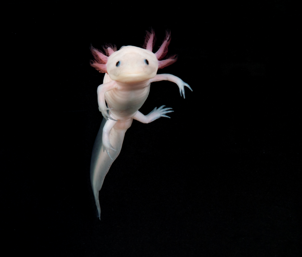 Axolotl