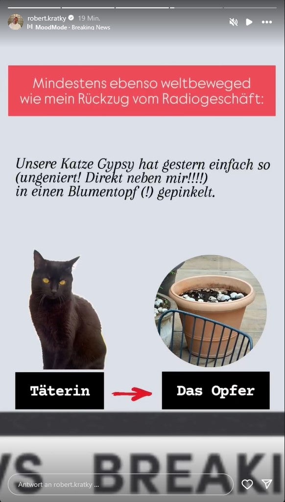 Katze Gypsy als Übeltäterin