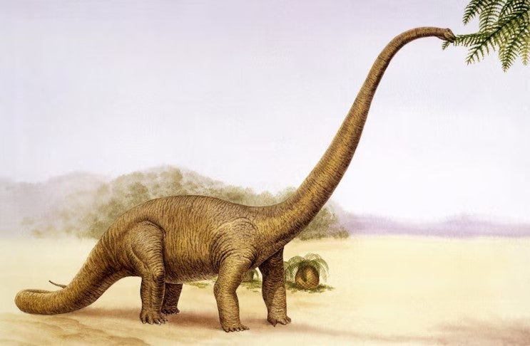 Illustration: Ein Mamenchisaurus frisst Blätter von einem Baumast. 