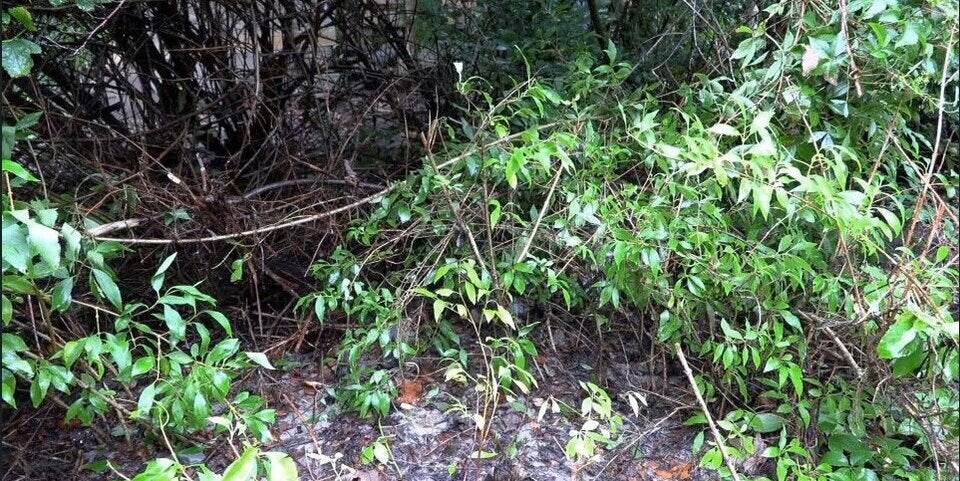 Die tote Frau wurde in diesem Gebüsch gefunden.