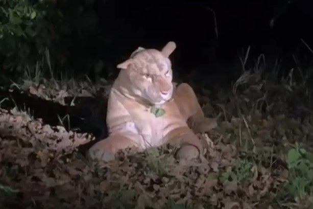 Hier lag der vermeintliche Puma – ein Plüschlöwe im Bonifatiuspark.