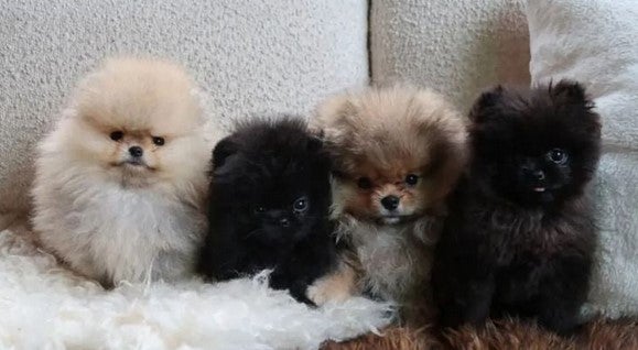 Die vier Welpen, die Kim Kardashian zu Weihnachten verschenkte.