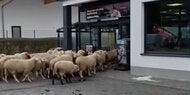 Chaos-Herde: 50 Schafe stürmen Supermarkt