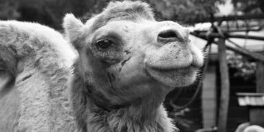 Bianca Wei&szlig;er Zoo