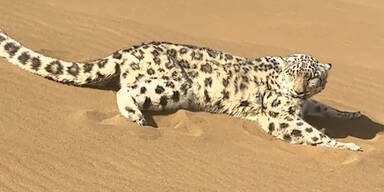 Schneeleopard