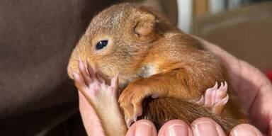 Eichh&ouml;rnchenbaby