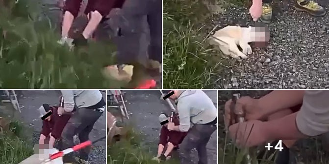 Katzen Killer