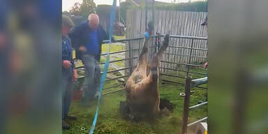 Hier wird Rind senkrecht aus Erdloch gezogen