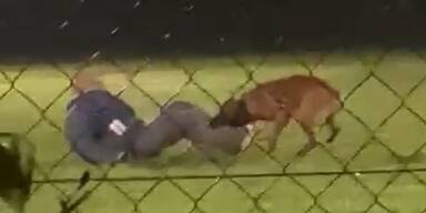Beißtraining in NÖ: Schock-Video empört Tierschützer