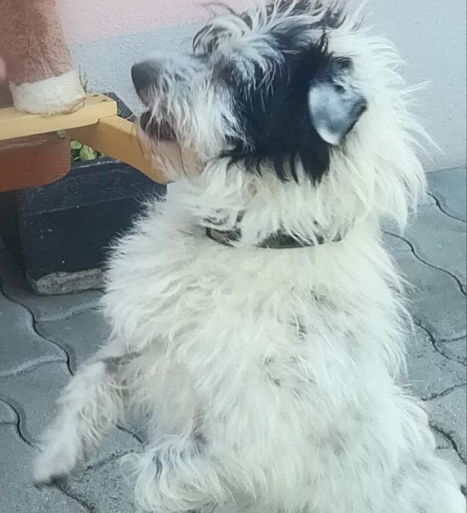 Panda Hund vermisst Wien