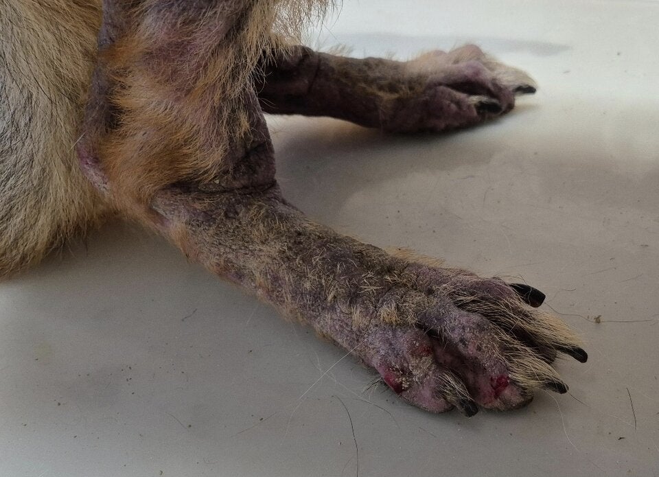 Schäferhund gerettet Pfotenhilfe