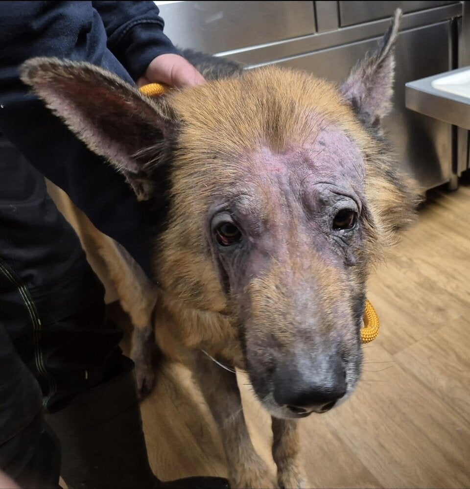 Schäferhund gerettet Pfotenhilfe