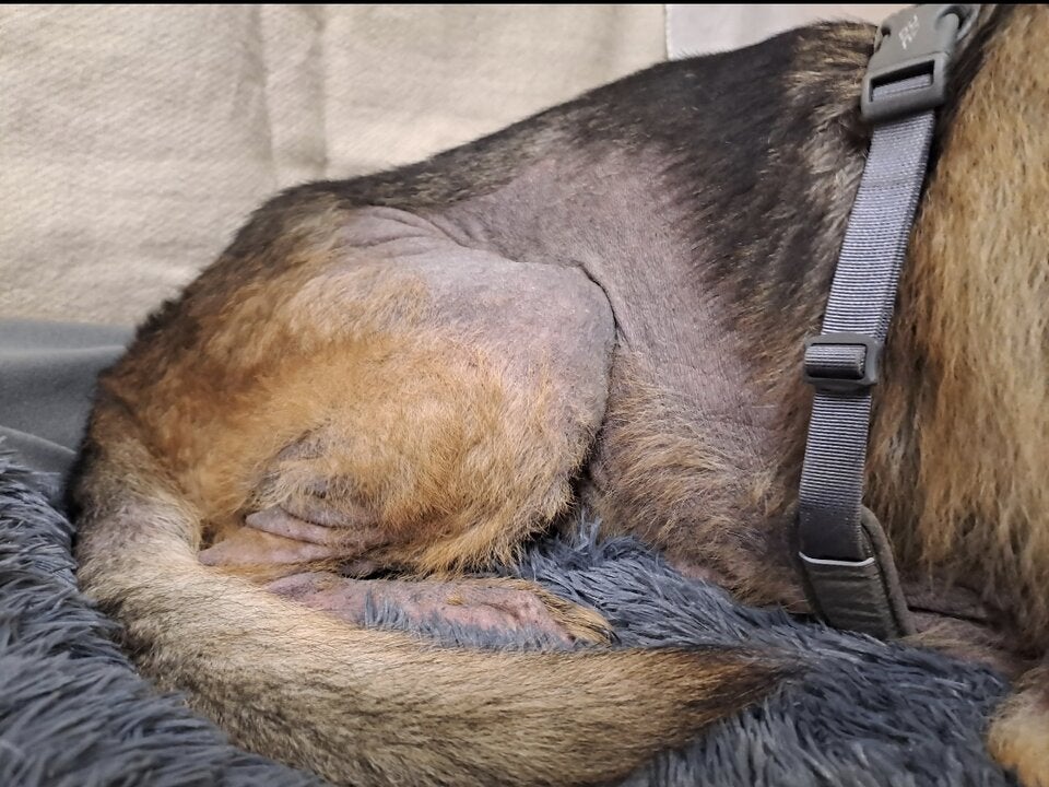 Schäferhund gerettet Pfotenhilfe