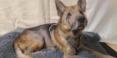 Sch&auml;ferhund gerettet Pfotenhilfe