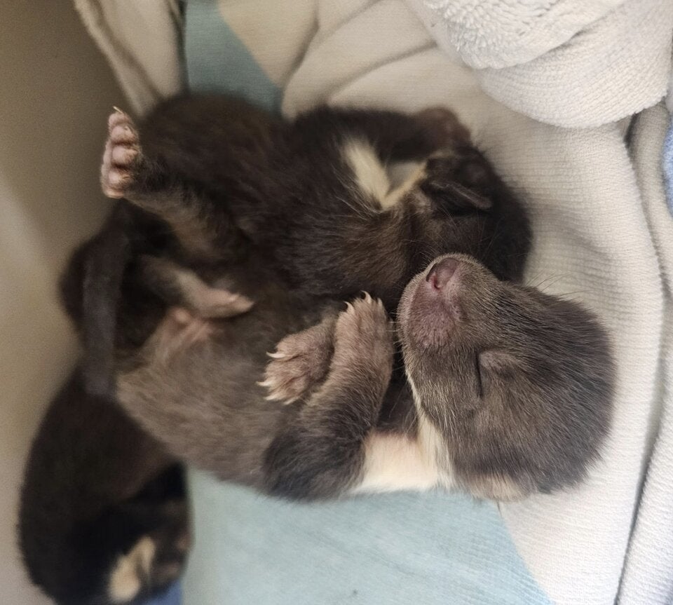 Marderbabys hausabbruch Mattsee