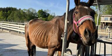 40 Pferde beschlagnahmt