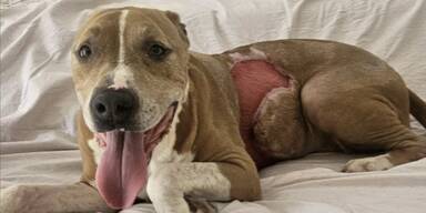 Tierquäler misshandelten Hund schwer