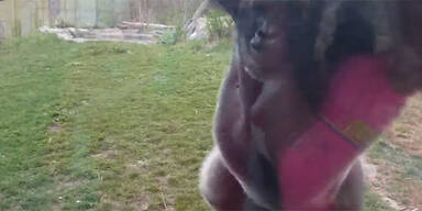 Das passiert, wenn man einen Gorilla provoziert