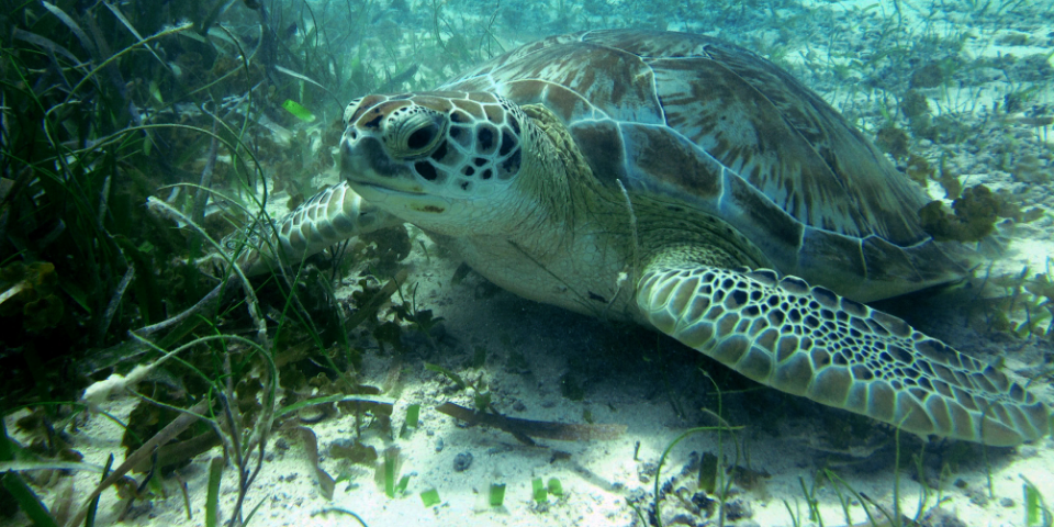 Belize: Karibische Strände & uralte Maya-Kultur