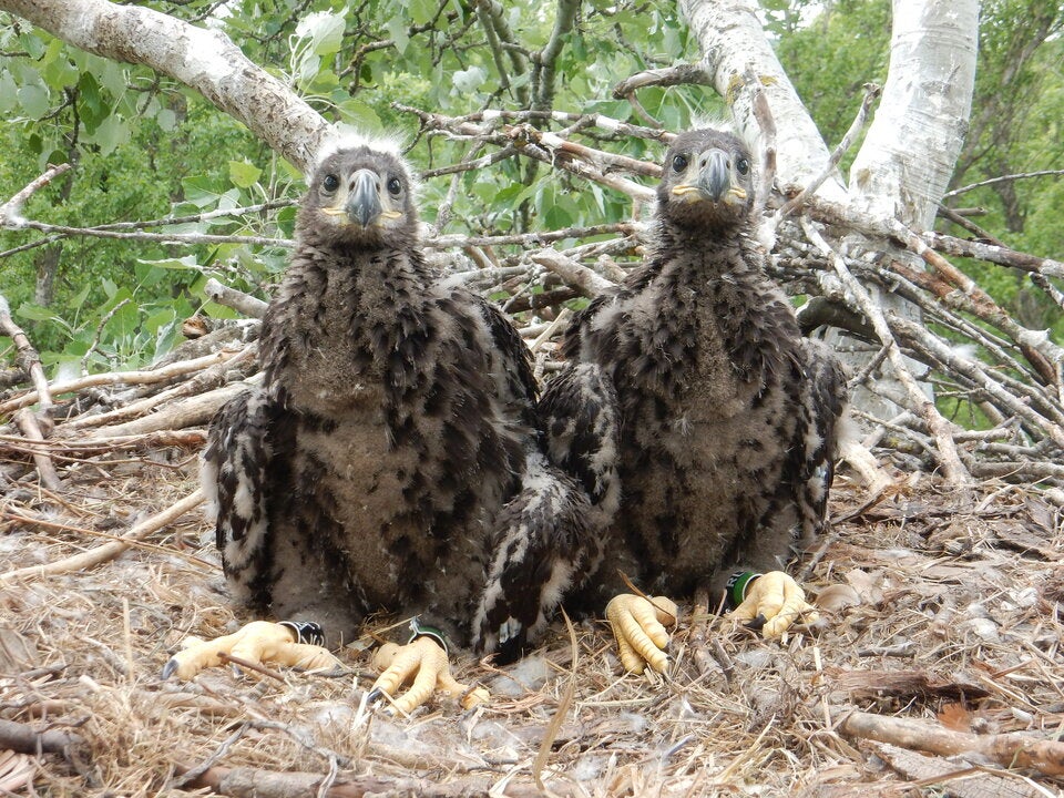 Waldviertel ist Seeadler-Hotspot