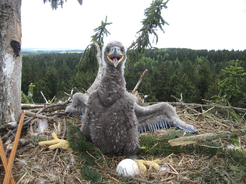 Waldviertel ist Seeadler-Hotspot