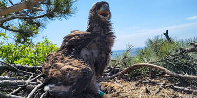 Seeadler erobert den Himmel &uuml;ber dem Waldviertel