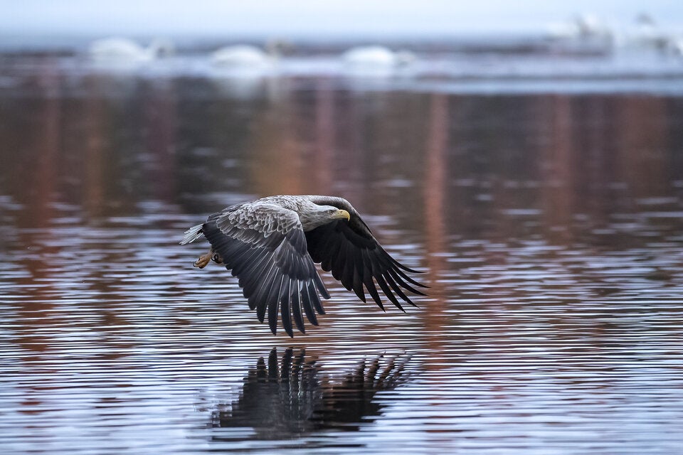 Waldviertel ist Seeadler-Hotspot