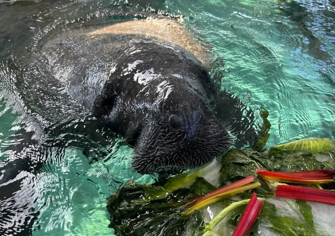 Mote Marine Laboratory