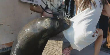 Seelöwe