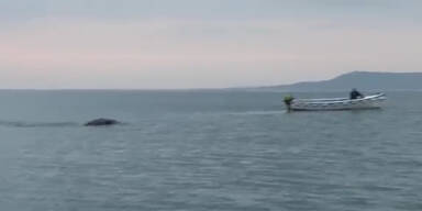 Kurios: Seemonster im Lough Foyle gesichtet
