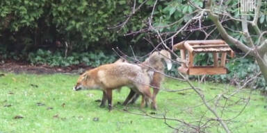 Sexunfall bei F&uuml;chsen