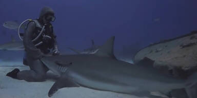 Haie streicheln für Fortgeschrittene