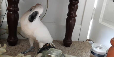 Streit mit Kakadu um Tierarztbesuch