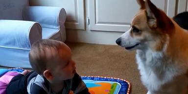 Hund macht Baby verr&uuml;ckt!