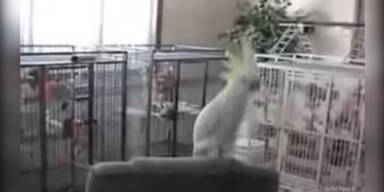 Talentierter Vogel tanzt zu Queen