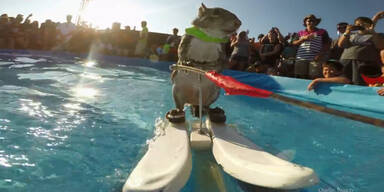 Wasserskifahrendes  Eichh&ouml;rnchen