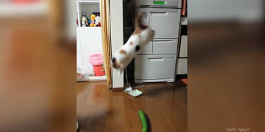 Furchterregende Gurke