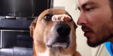 Dieser Hund will seinen Keks!