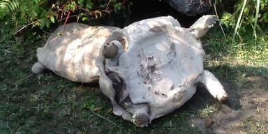 Schildkr&ouml;ten retten sich gegenseitig!