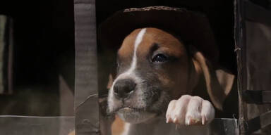 Hund & Katze spielen Indiana Jones