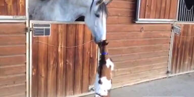 Gro&szlig;e Liebe zwischen Ziege und Pferd!