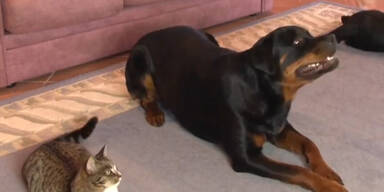 Hund vs. Katze: Der Kampf um die Aufmerksamkeit!